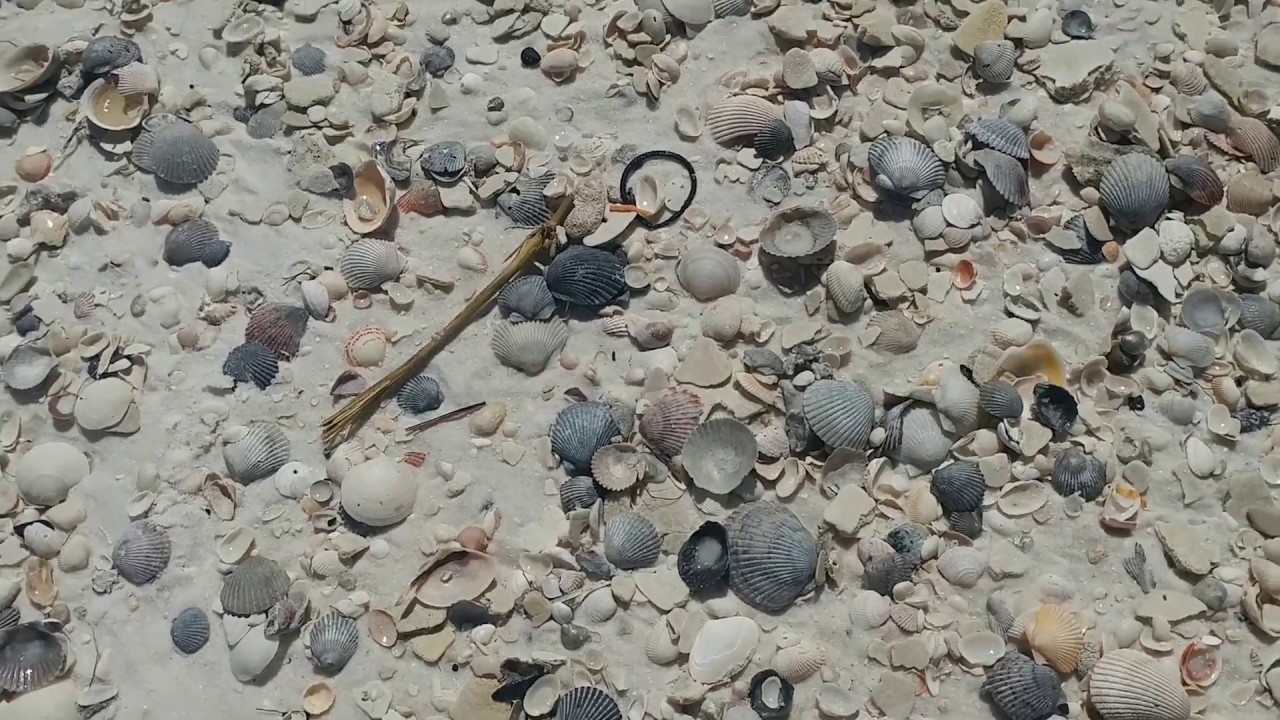 Shelling On Shell Island Near Panama City Beach Florida Youtube