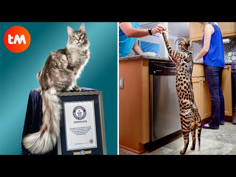 Video: Record Holders Among Cats