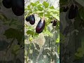 Fresh organic vegetable  viral gardening.s youtubeshorts trending nature freshorganic