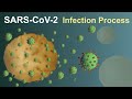 Sarscov2 covid19 infection process