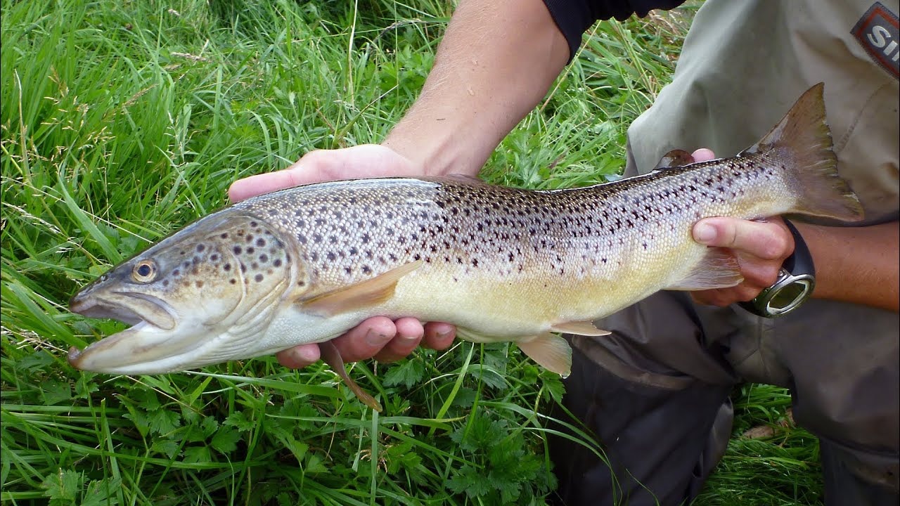 DTU Aqua video film: Ørredens gydeområder  -  vandløbets stryg skaber liv