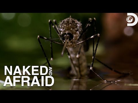 Brian is ATTACKED by mosquitos! | Naked and Afraid | Discovery