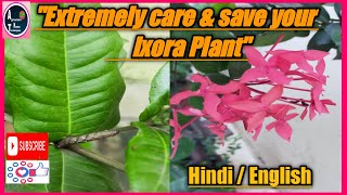 #Care & save ixora plant #treatment against disease #ixora plant care techniques