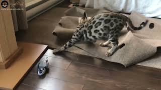 Tom & Jerry Chase by Bengal Cats 768 views 2 months ago 2 minutes, 12 seconds