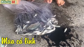 Chài cá linh mùa nước lũ ở Miền tây |Miền tây 68|