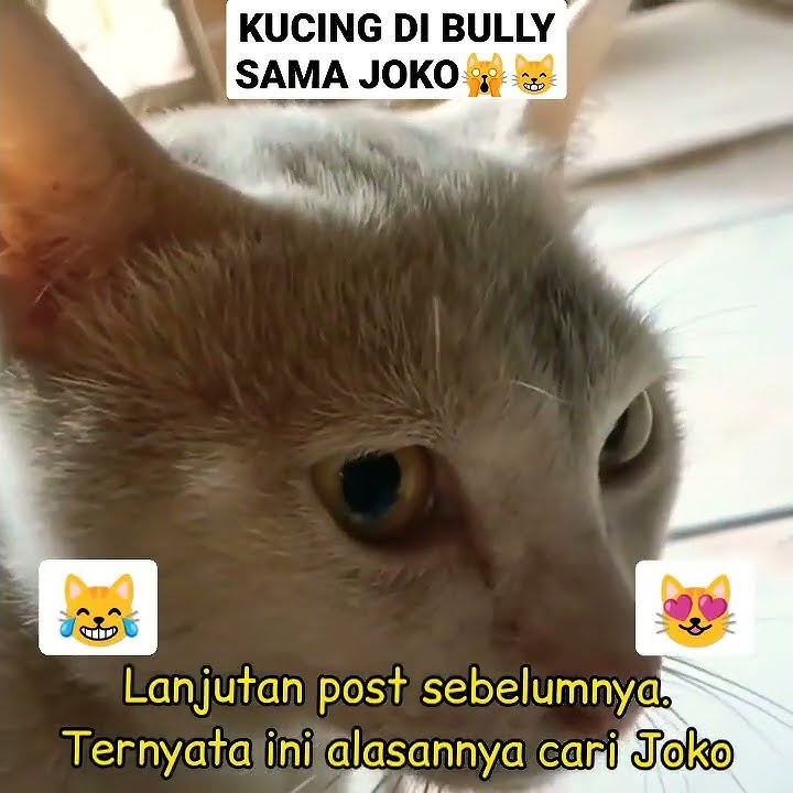 KUCING NGADU DIBULLY JOKO😹🙀 #viral