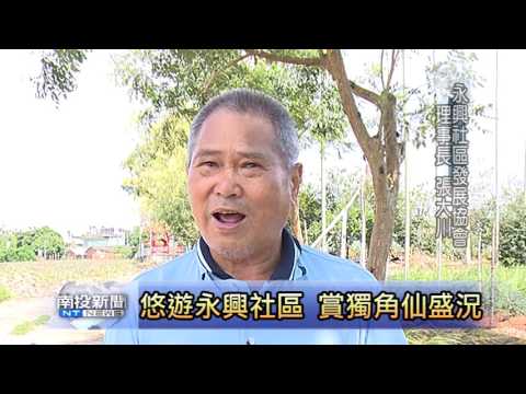 南投新聞 南投永興社區獨角仙