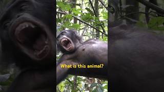 What is this animal? Chimpanzee?【Shorts #9】#bonobo #africa #conservation #sdgs #congo #chimpanzee