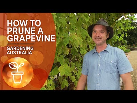 Video: How To Prune Grapes: How To Trim A Grapevine