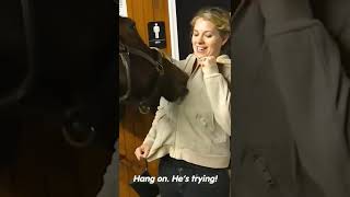 Atların Komik Anları Horses Funny Moment