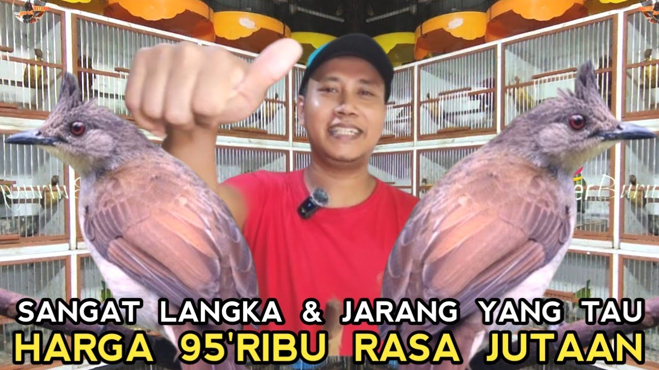 ROBIN SAJA LEWAT!!! HARGA PULUHAN RIBU RASA JUTAAN DI KIOS MANTO PASAR ...