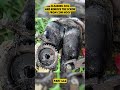 #hoofcare #hoof #hoofcleaning #cow #farrier #restoration