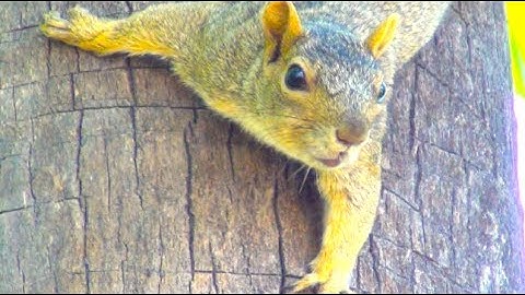 Squirrel Climbing Tree - So Funny Animal