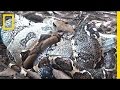 The Boa in My Backyard | National Geographic