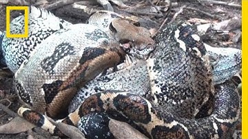 The Boa in My Backyard | National Geographic
