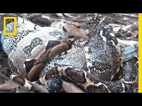 Watch: Aмbitioυs boa constrictor tries to swallow a hυge igυana | Predator  vs Prey | Earth Toυch News