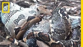 The Boa in My Backyard | National Geographic