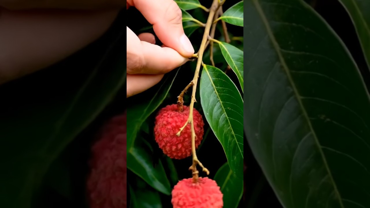 Lychee Cutting on the Table ASMR 🔪🍒| 