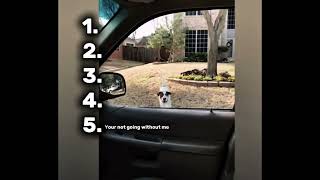 rating funny dog clips