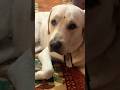 🥴 #labradogs #labrador #ytshorts #cute