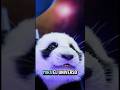 Zyn el alien con Juanito el panda en el espacio #humor #alien #panda #cute #friends #comedy #space