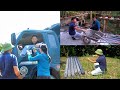 Each post was firmly erected to build the dream pigsty—a source of simple joy for Thúy's family.