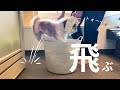 【シーズー】お風呂好きおじぃの大ジャンプ！＆ママvs福来〜お風呂上がりの乱〜の巻【犬Vlog】
