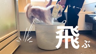 【シーズー】お風呂好きおじぃの大ジャンプ！＆ママvs福来〜お風呂上がりの乱〜の巻【犬Vlog】