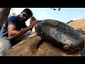 मी पकडलेली आत्तापर्यंतची सर्वात मोठी मरळ,  biggest snakehead I ever caught,  bullseye snakehead