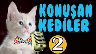 Konuşan Kedi̇ler En Komi̇k Kedi̇ Vi̇deolari Mirnav Tv