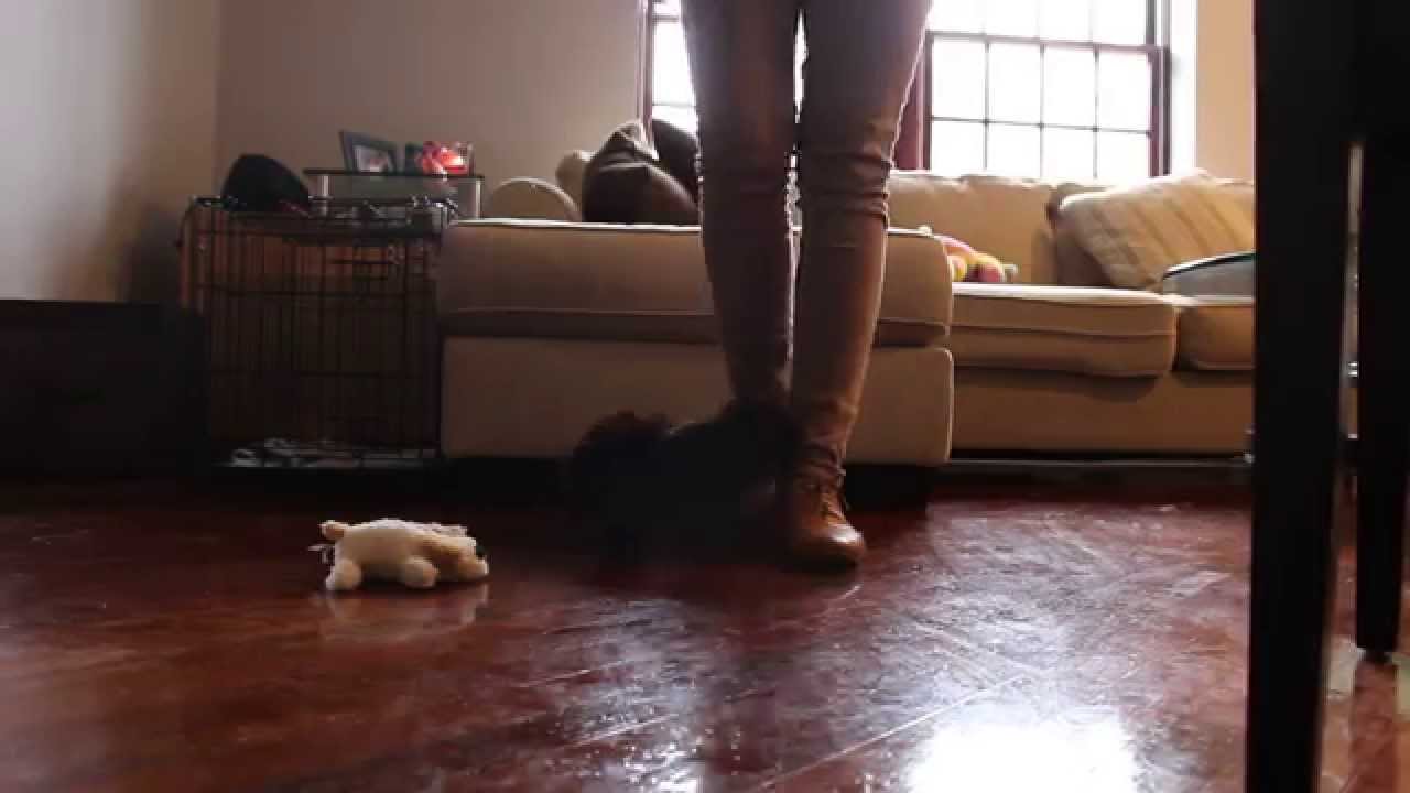 zyanya shih tzu coco 7 weeks shih tzu zyanya shih tzu coco 7 weeks shih tzu