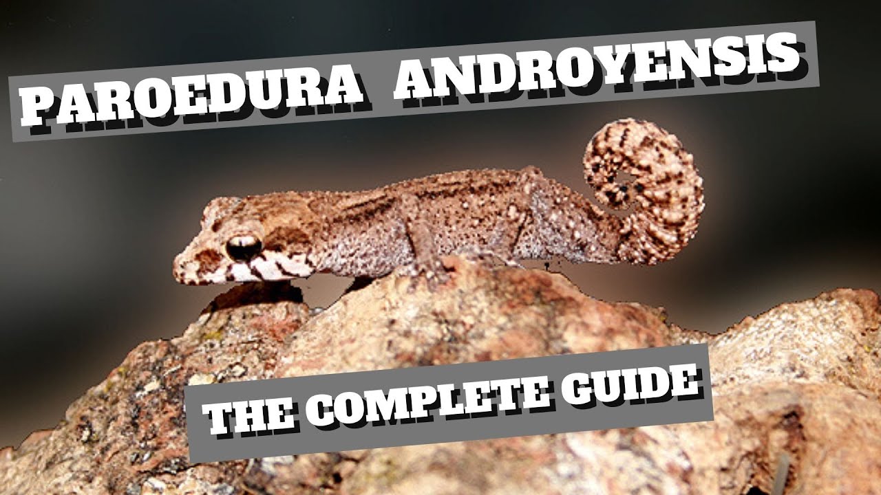 Paroedura androyensis | The Complete Guide to a Beautiful and Rare Gecko