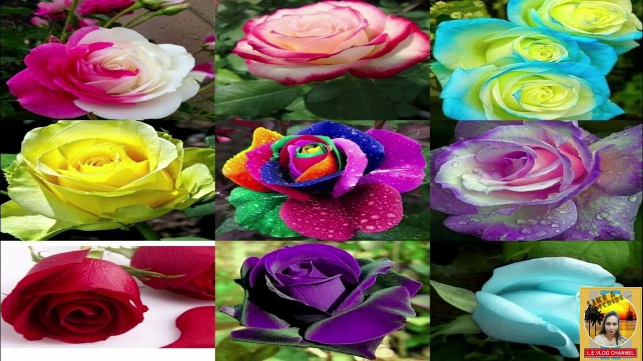 why do roses have different colors YouTube
