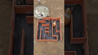 Cute Hamster Tries The Maze Challenge