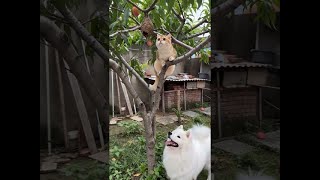 The cat Tuantuan and the lightning dog have stirred up a hornet's nest