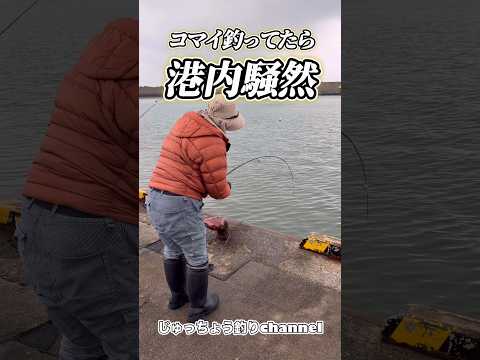 【北海道】【釣り】コマイ釣りのはずが！まさかの大物に港内騒然！ #コマイ釣り#カレイ開幕#北海道釣り