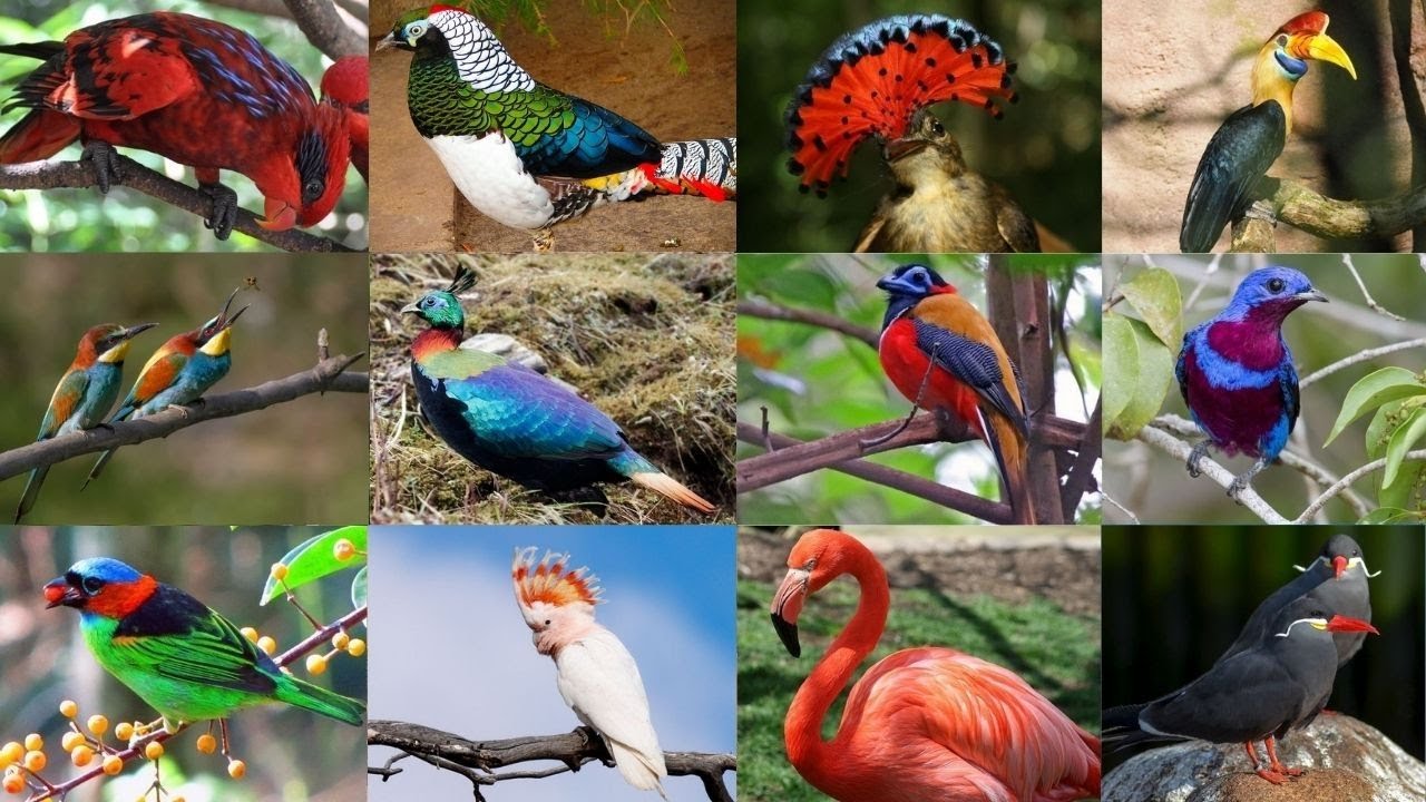 Os 10 Passaros Mais Bonitos Do Mundo Conheça Os 5 Cantos De Aves Mais
