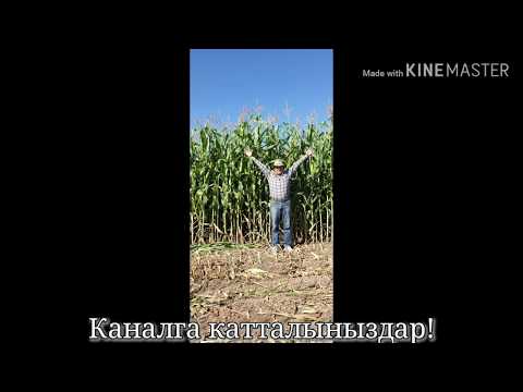 Video: Көк жүгөрү гүлү - Centavria Cyanis - кентавр дарысы