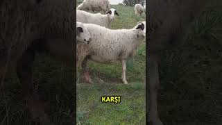 Çi̇ftçi̇leri̇n Gözdesi̇ Karya Koyunu Ürüsü Çiftliği
