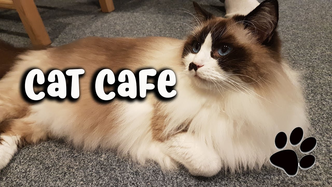 Maison de Moggy Edinburgh Cat Cafe  YouTube