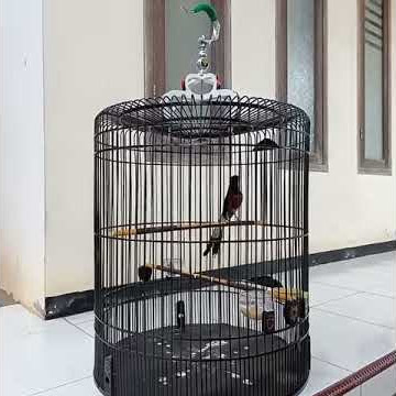 murai batu nembak cigun