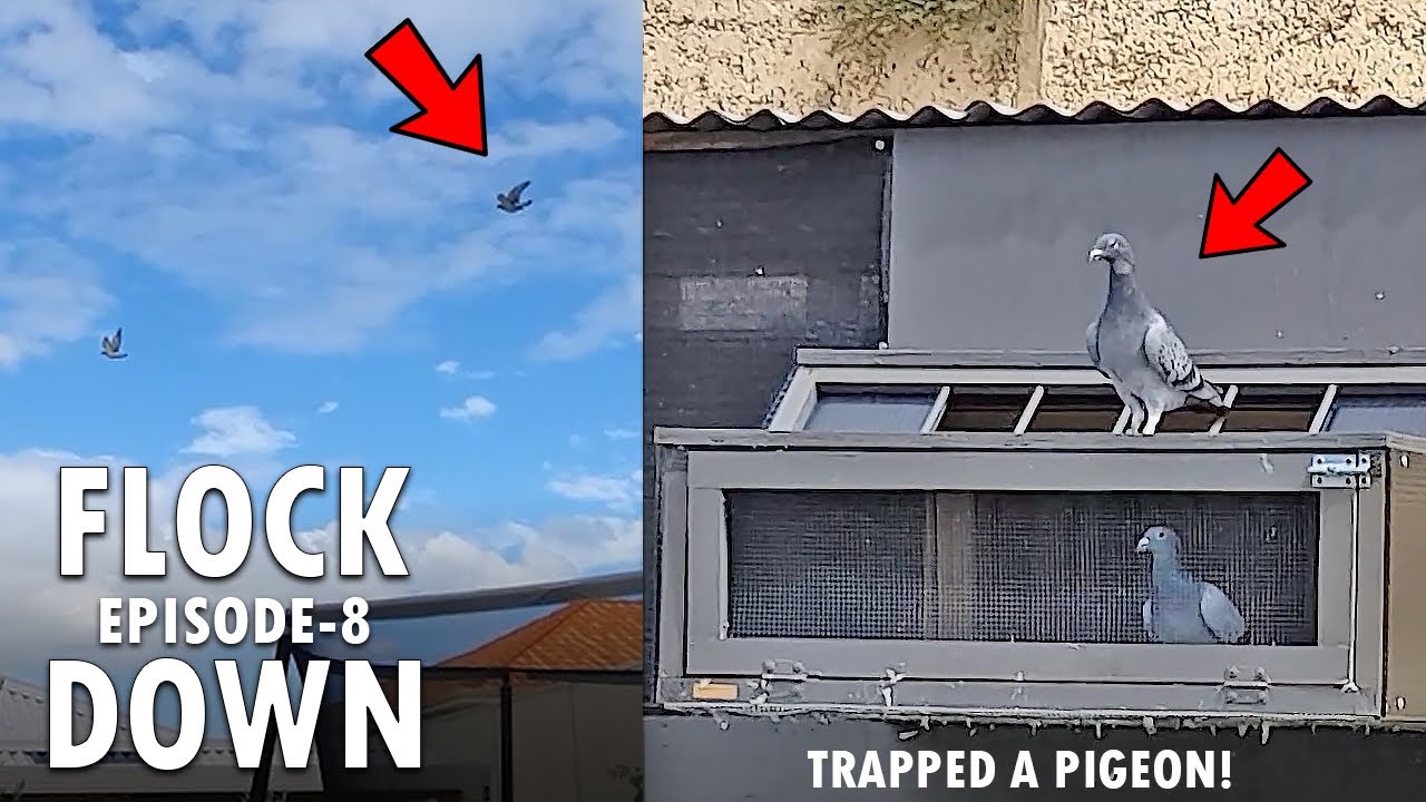 WE TRAPPED A PIGEON!! ( NOT MINE )