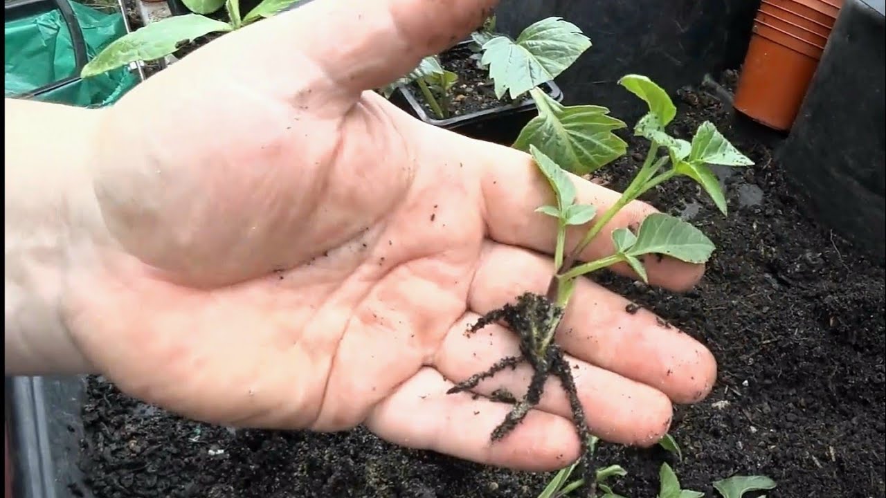 Dahlia Leaf Cutting's Part 2, Rooted using an age old method