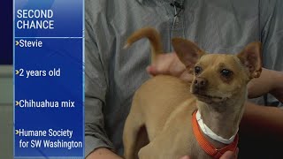 Second Chance Pets: Stevie