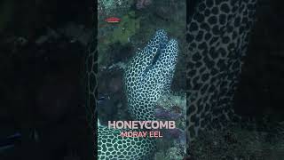 The honeycomb moray eel (Gymnothorax favagineus) is also one of the reef’s most striking hunters.