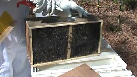 Installing Package Bees into the Hive