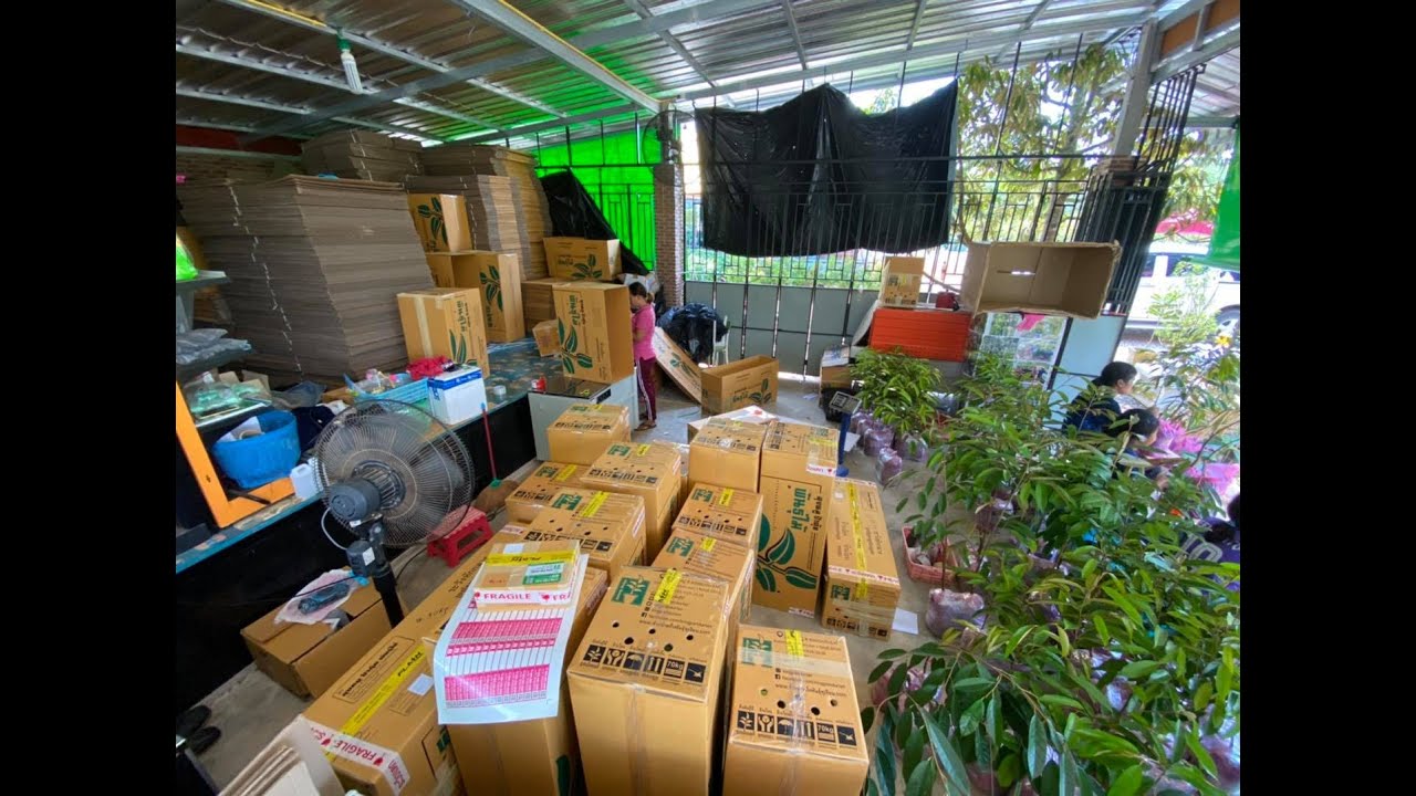 ต้นพันธุ์ทุเรียน (รุ่นใส่ลงกล่องส่งถึงหน้าบ้าน) | ลุงหมูป้าตุ้ยพันธุ์ไม้