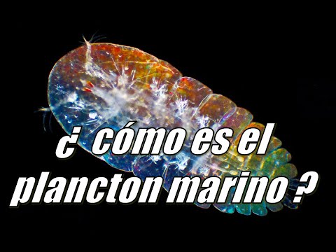 Vídeo: Diferencia Entre Krill Y Plancton