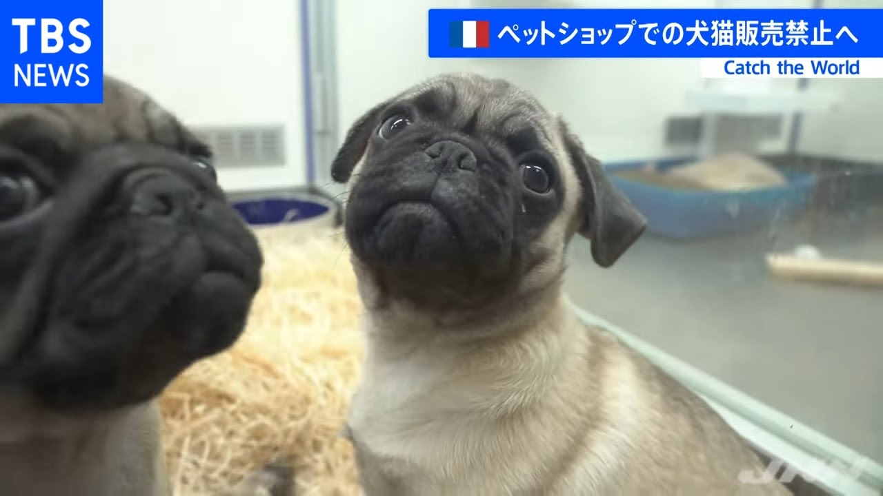 仏 ペットショップでの犬猫販売禁止 否定された気持ち の声も Youtube