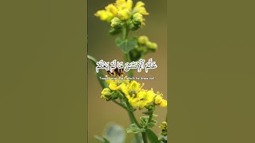 Surah Al Alaq (The Clot) | Mishary Rashid Alafasy | سورة العلق
